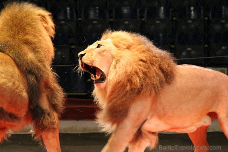 During their long career they have faced tragic moments, as well as absolute success, demonstrating an outstanding skill of communication with lions.