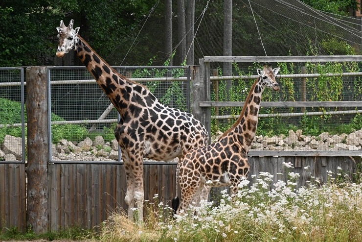 Rīgas Zooloģiskajā dārzā - tautas prezidenta vēlēšanas 324776