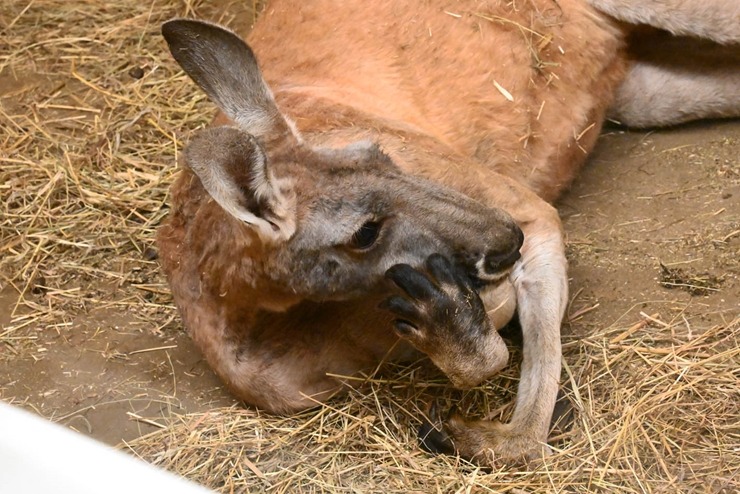 Rīgas Zooloģiskajā dārzā - tautas prezidenta vēlēšanas 324777