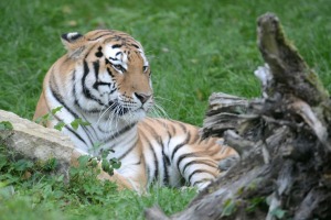 Rīgas Zooloģiskajā dārzā - tautas prezidenta vēlēšanas 2