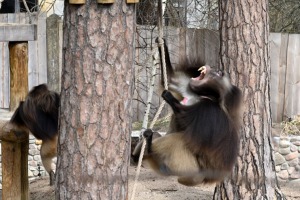 Rīgas Zooloģiskajā dārzā - tautas prezidenta vēlēšanas 5