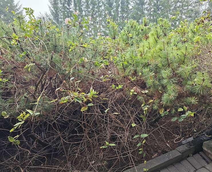 Apmeklējam tekstilmākslinieci Baibu Rīteri ļoti skaistā Saldus novada viensētā, kur tiek austi unikāli gobolēni 379762