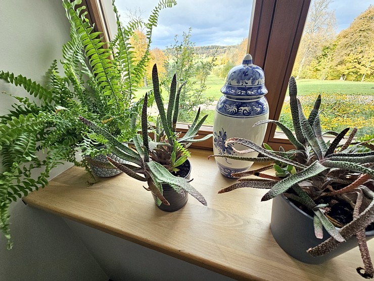 Izbaudām Tukuma novada Kalnmuižas pils restorāna pusdienu piedāvājumu 379913