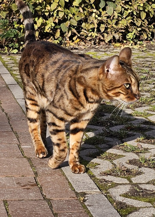 Izbaudām Tukuma novada Kalnmuižas pils restorāna pusdienu piedāvājumu 379905