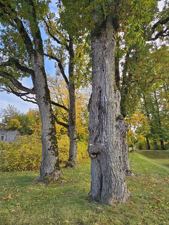 Izbaudām Tukuma novada Kalnmuižas pils restorāna pusdienu piedāvājumu 379907