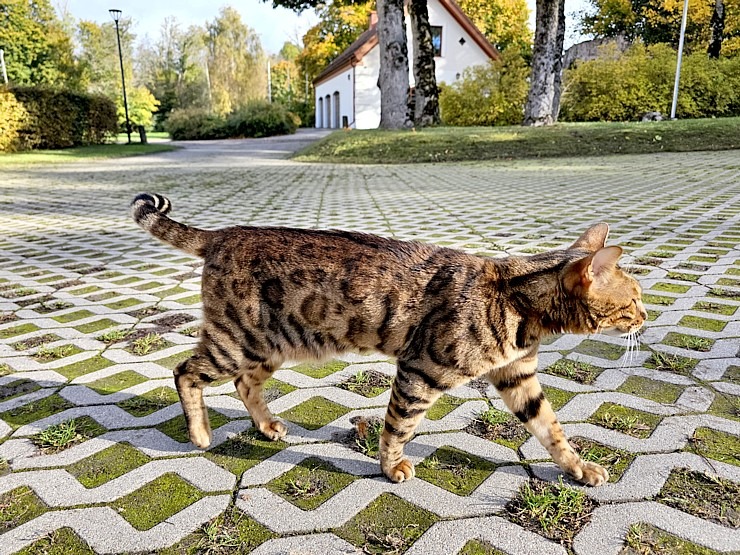 Iepazīstam Tukuma novada Kalnmuižas pils viesnīcas piedāvājumu 379961