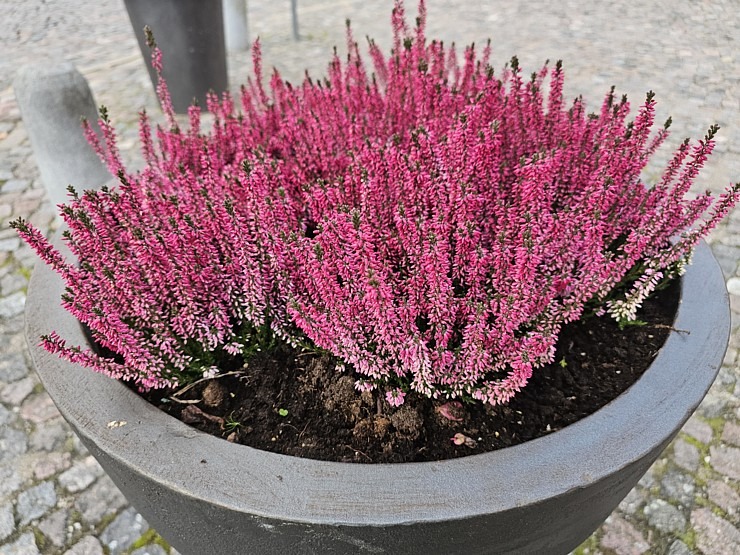 Pēcpusdienas pastaigā iepazīstam UNESCO Pasaules mantojuma sarakstā iekļauto Kuldīgu 380504