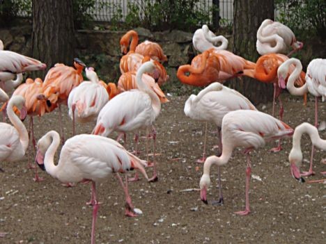 Kā ierasts Rīgas Zooloģiskais dārza apskate sākas ar spilgtajām flamingo krāsām 23337