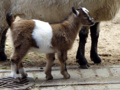 Kazlēns, kā jau visi mazuļi, nebēdnīgi skraida starp cilvēku bērniem un savas ģimenes locekļiem. 23341