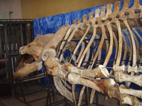 Ziloņu tukšajā mītnē iemājojis Latvijas krastā izskalotā vaļa skelets. 23342