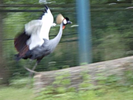 Pelēkā vainagdzērve no Austrumāfrikas Rīgas Zooloģiskajā dārzā jūtas kā mājās. 23346