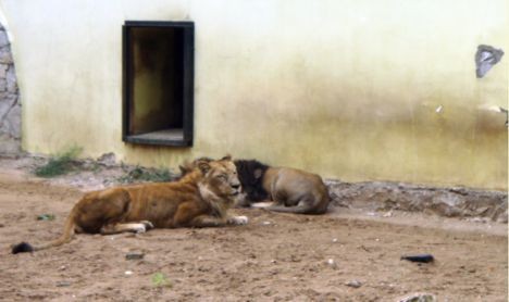 Lauvas, gaidot savu jauno māju, laiski gulšņā un nepievērš uzmanību apmeklētājiem. 23359