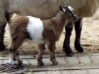 Kazlēns, kā jau visi mazuļi, nebēdnīgi skraida starp cilvēku bērniem un savas ģimenes locekļiem. 5