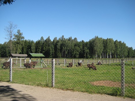 Teritorija ir stingri nožogota 26435