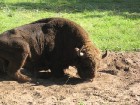 Sava veida atrakcija skatītājiem, bet dzīvniekam iespējams tā ir nepieciešamība... 11