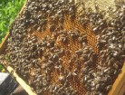 Bišu saime darbā 10