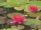 Parka ūdenstilpnēs skaisti zied dažādu krāsu ūdensrozes. Sīkāka informācija: www.laumas.lv 19