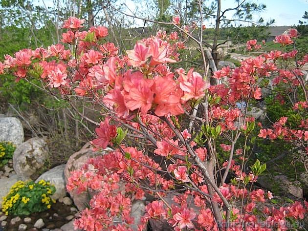 Krāšņie rododendri 33437