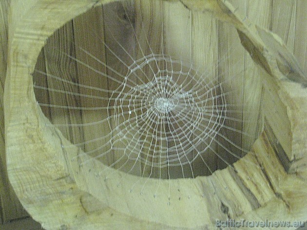 Zirneklītis ticis mākslinieka rokās 33708