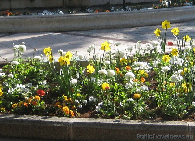 Kannās sāk ziedēt pirmās puķes 41919