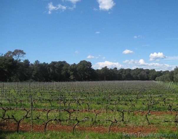 Vīnogu dārzs. No izaudzētajām vīnogām mūki gatavo vīnu, kuru var iegādāties klostera suvenīru veikaliņā 41986