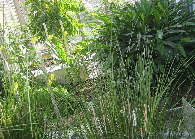 Ekskursija sākas ar augu dārza apmeklējuma, kas atrodas uz muzeja ēkas jumta 42379