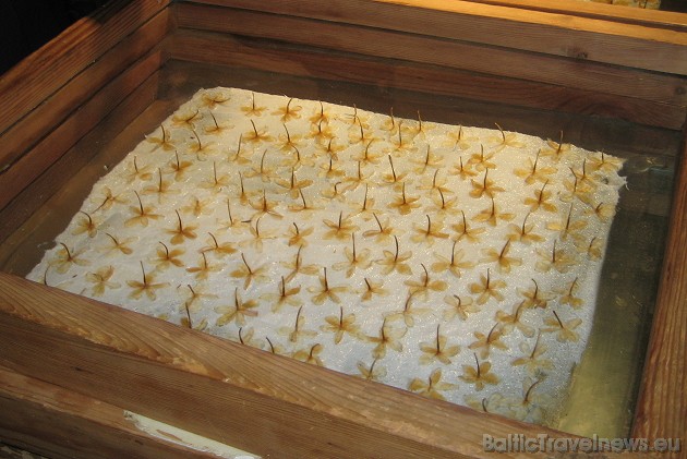 Agrāk smaržu ražošanai izmantoja dzīvnieku taukus, kurus piesātināja ar ziedu aromātiem 42405