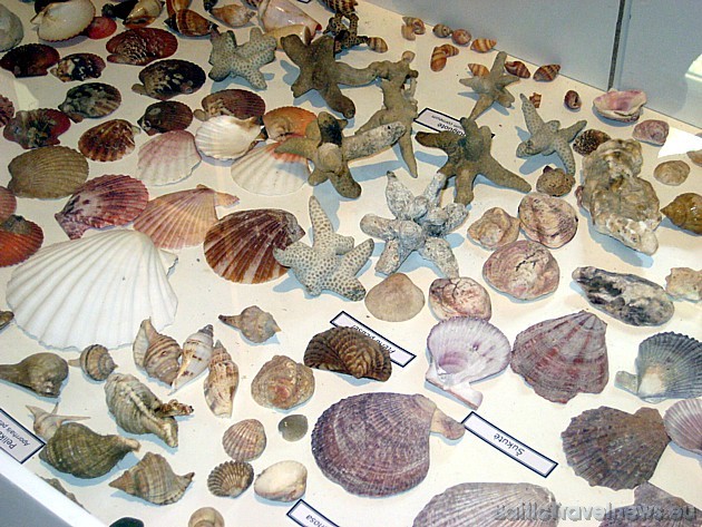 Kolekcijā ir apskatāmi dažādu pasaules jūru gliemežvāki 43775