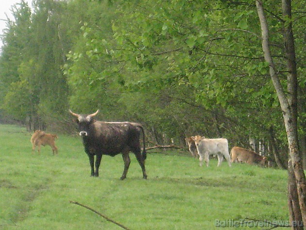 Taurgovs jeb taurs ir vēršu ģints dzīvnieks, kura svars var būt no 300kg līdz 920kg un skausta augstums var būt līdz 200cm 44715