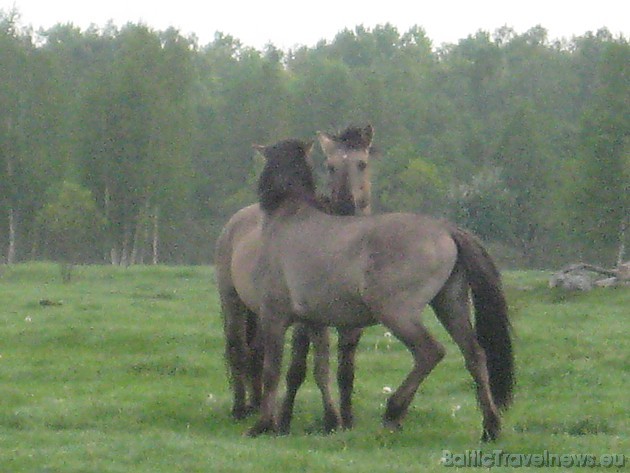 Savvaļas zirgi veido harēma, jaunzirgu un ērzeļu grupas. Harēma dzīvo ērzelis un vairākas ķēves ar kumeļiem. Harēma grupas sargs ir spēcīgākais un pie 44720