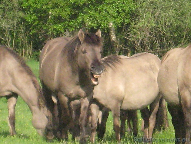 Atšķirībā no mājas zirgiem, savvaļas zirgi brīvā dabā spēj izdzīvot bez cilvēka palīdzības visu cauru gadu 44721