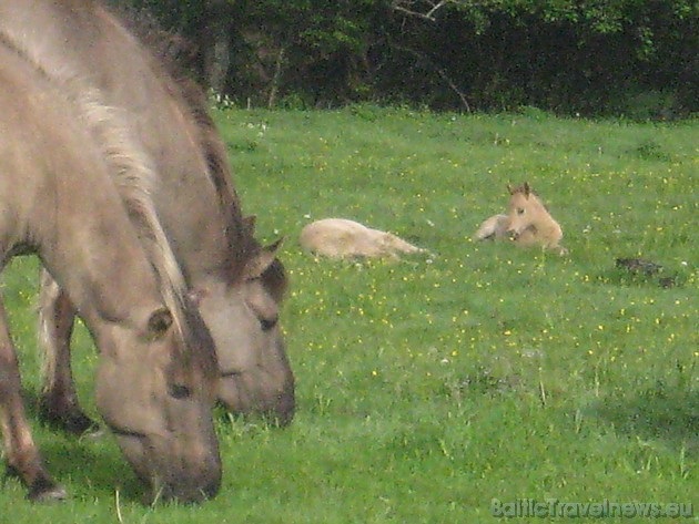 Savvaļas zirgu ķēvēm mazuļi parasti dzimst pavasarī - aprīlī, maijā 44723