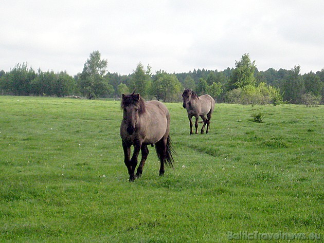 No harēma padzītās jaunās ķēves un ērzeļi veido jaunzirgu grupu. Tā savvaļas zirgi izvairās no tuvas radnieciskās krustošanās 44724