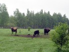 Papes dabas parkā tauru govis un savvaļas zirgi kopīgi uzturas lielās grupās 5