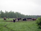 Taurgovis spēj dzīvot bez cilvēku palīdzības. Pirms mazo teliņu piedzimšanas govis pamet baru, lai klusā vietā laistu pasaulē teļu, bet tam pieaugot,  7