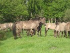 Papes ezera austrumu krastā jau kopš 1999. gada ganās Latvijā pirmie savvaļas zirgi 9