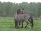 Savvaļas zirgi veido harēma, jaunzirgu un ērzeļu grupas. Harēma dzīvo ērzelis un vairākas ķēves ar kumeļiem. Harēma grupas sargs ir spēcīgākais un pie 11