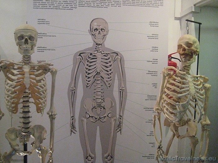 Igaunijas Veselības aizsardzības muzejā pietiek aizraujošu eksponātu un savu prasmju pārbaudes iespēju gan bērniem, gan arī pieaugušajiem 45919