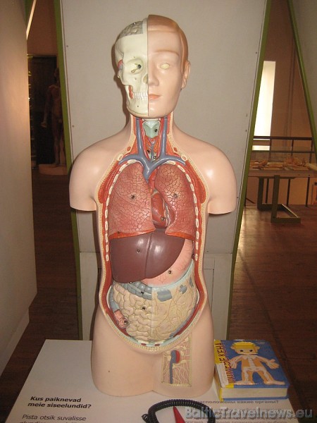 Muzeja mulāžas, interaktīvie eksponāti, videofilmas un fotoizstādes sniedz pārskatu par cilvēka anatomiju 45928
