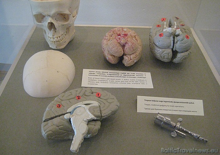 Muzejs palīdz izprast organisma funkcionēšanu un izskaidro cilvēka uzbūvi 45930