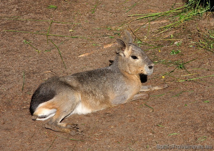 Patagonijas mara jeb ķengurzaķis 46968