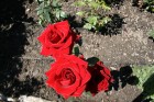 Rozes tiek dēvētas par Bulgārijas zeltu - no tām iegūst rožu eļļu, kas ir dārgāka par zeltu 31