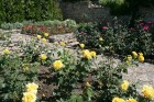 Bulgārijas siltajā klimatā rozes izaug īpaši smaržīgas 32