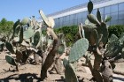 Balčikas botāniskajā dārzā apskatāma Eiropā otrā lielākā kaktusu kolekcija 37