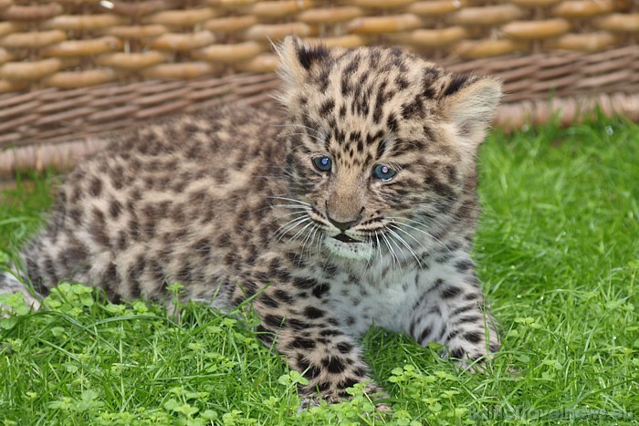 Vācijā ir ļoti daudz pievilcīgu un interesantu zooloģisko dārzu un viens no tiem noteikti ir Leipcigas zoo
Foto: Zoo Leipzig 48605