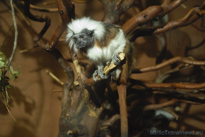 Leipciga atrodas Vācijas austrumos, aptuveni 190 kilometru attālumā no Berlīnes
Foto: Zoo Leipzig 48623
