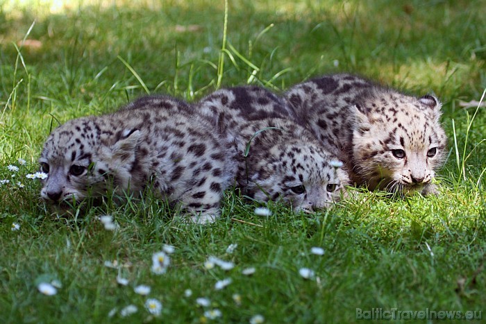Vairāk informācijas par Leipcigas zooloģisko dārzu iespējams atrast interneta vietnē www.zoo-leipzig.de
Foto: Zoo Leipzig 48624