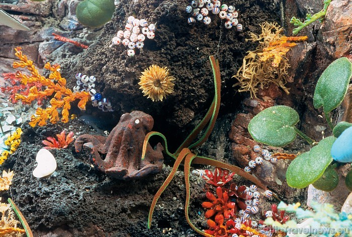 Kaut arī Miniatur Wunderland ir dzelzceļa modeļu muzejs, tur apskatāmi arī daudzi citi objekti, piemēram, zemūdens pasaules attēlojums 48985