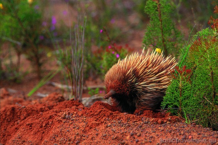 Dienvidaustrālijā mīt ehidna, kas ir viens no četriem zīdītājiem pasaulē, kas dēj olas
Foto: SATC 49395