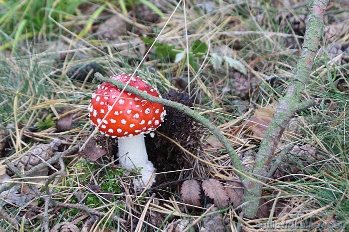 Mušmires šogad saaugušas īpaši daudz, tādēļ sēņojot jābūt ļoti uzmanīgiem 50488